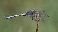 J15B0290 Orthetrum chrysostigma male